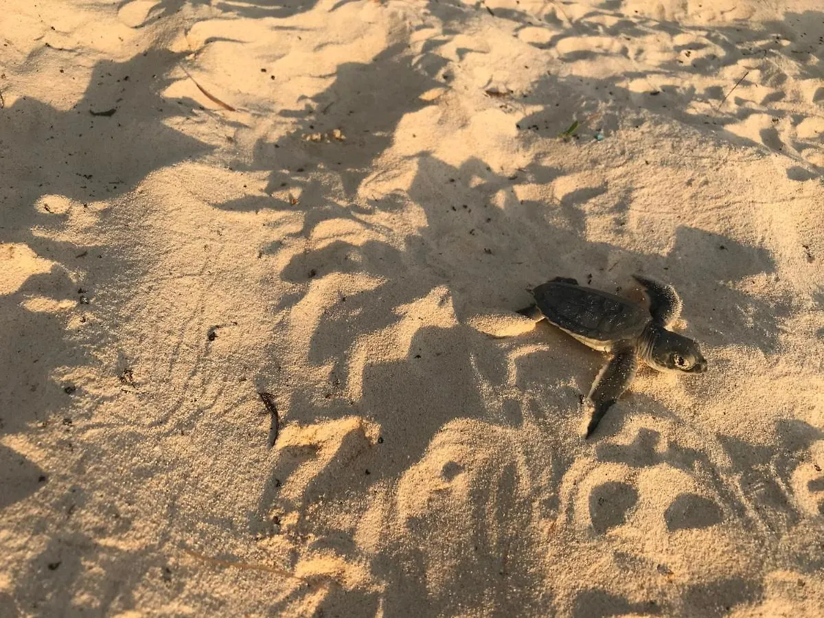 Chavez Eco Beach Camping And Cabanas Tulum